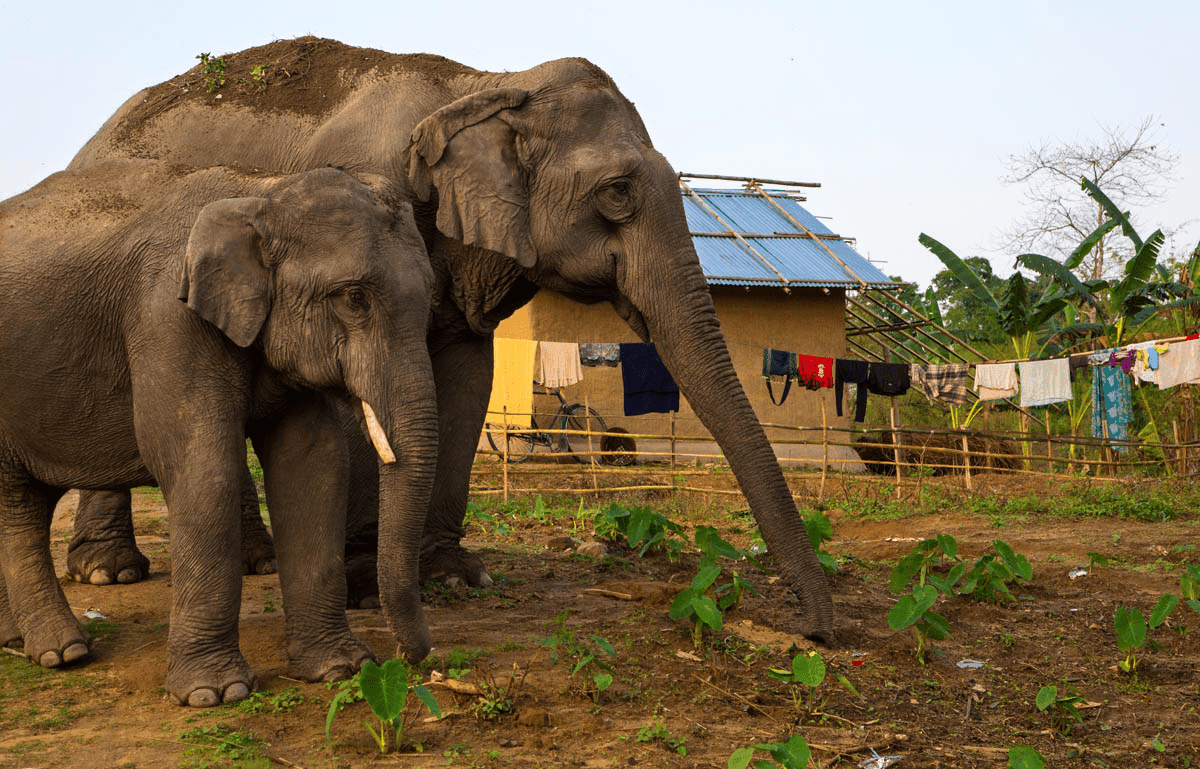 The Anatomy of Human Wildlife Conflict and Compensation